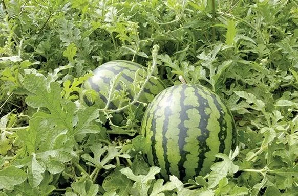 三视角家庭教育智慧(二):原稿第3页原稿插图或图示