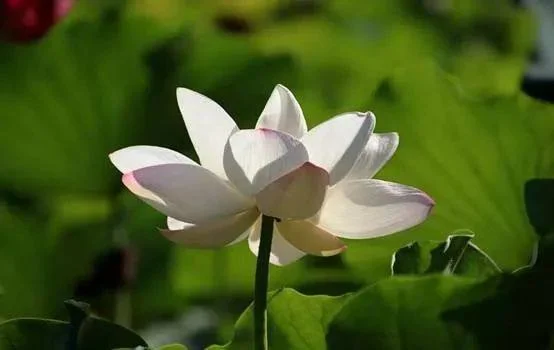为何没有公益心和舍己精神无法走入三视角智慧的殿堂呢?:原稿第27页原稿插图或图示